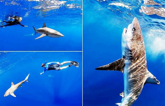 Penyelam Nekat, Memotret Hiu dari Jarak Dekat 